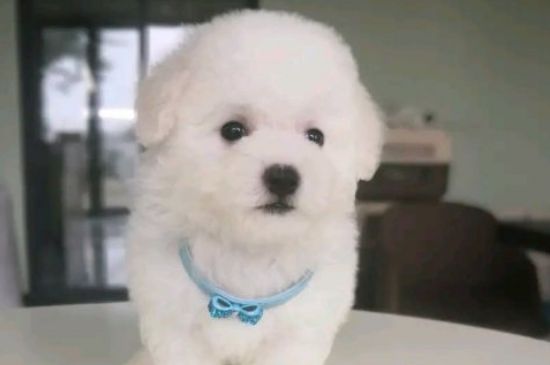 狗狗可以用人的沐浴露吗