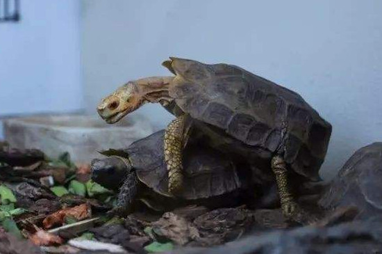 豹纹陆龟的头老是抖动