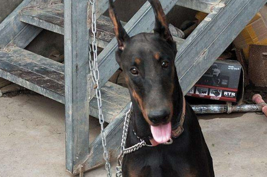杜宾是禁养犬吗