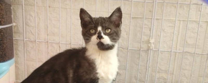 小猫什么时候可以打疫苗