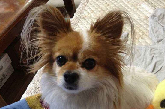 养蝴蝶犬的禁忌