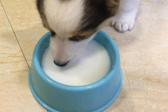 幼犬怎么看长大后体型