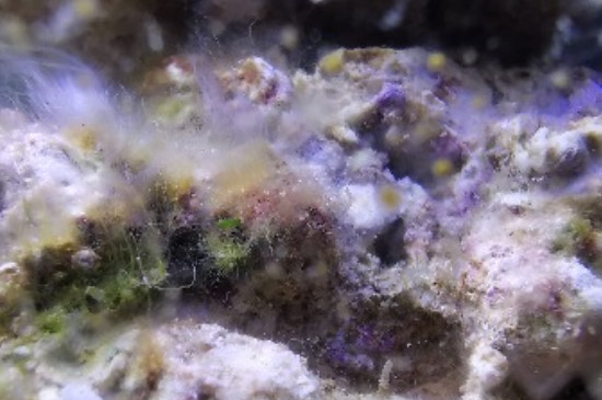 鱼缸白毛菌怎么处理