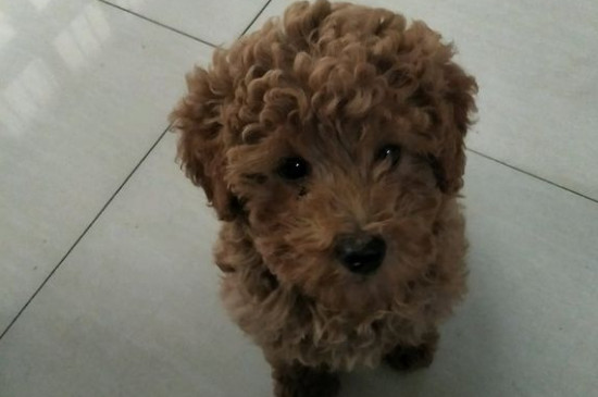 泰迪犬怎样训练