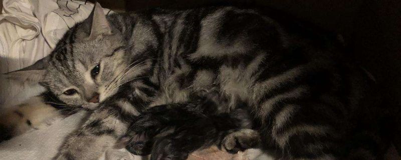 猫咪难产多久后死亡