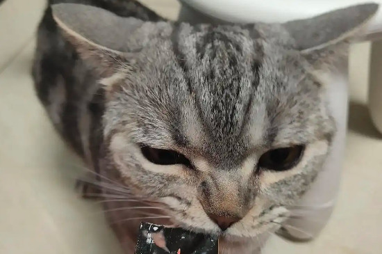 幼猫可以吃猫条吗