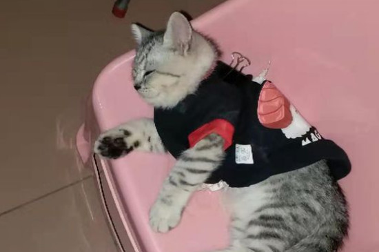 猫喜欢吃什么