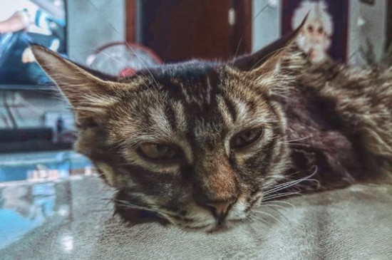 狸花猫对主人好的表现