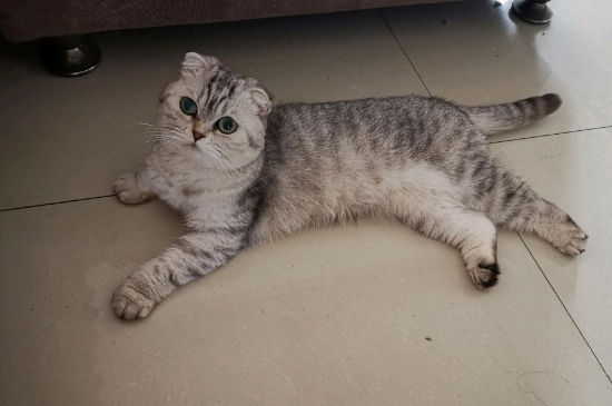 猫要死了的症状