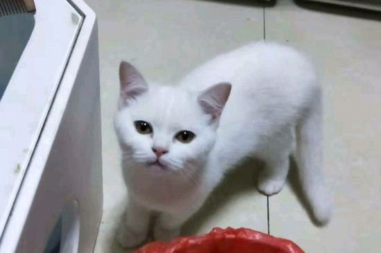 猫寿命一般多少年