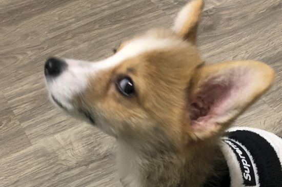 纯种狗和杂交狗的区别