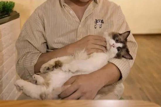 抓猫的正确方法