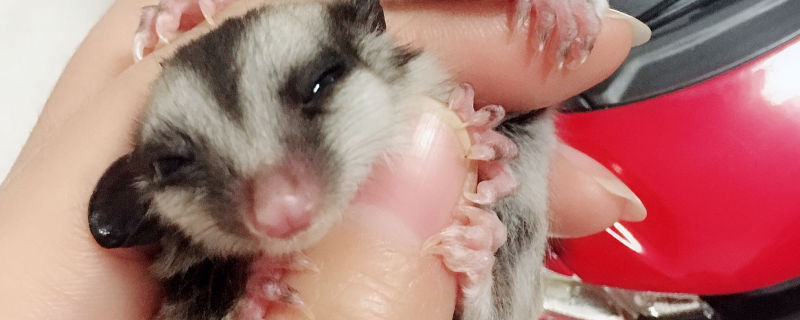 抓蜜袋鼯的正确手势