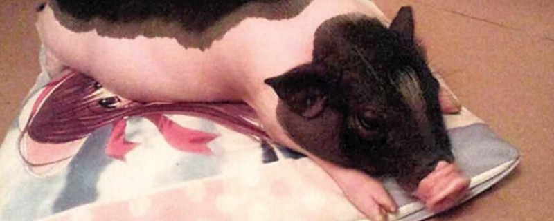 小香猪拉稀会死吗