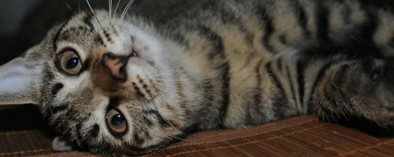 猫开心的表现和不开心的表现