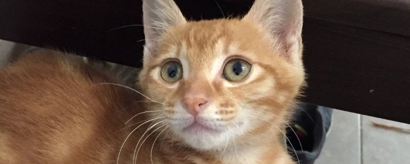 猫怎么寄快递