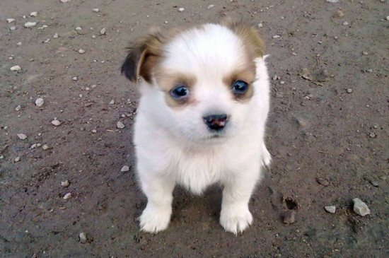 柴犬和土狗有什么区别