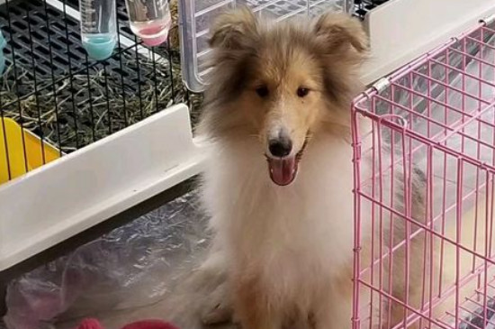 苏格兰牧羊犬好养吗