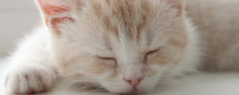 猫挑食不吃猫粮怎么办