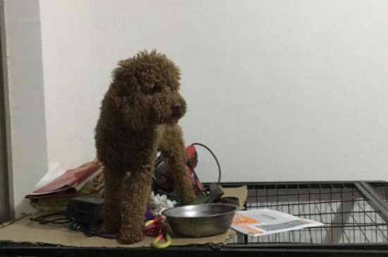 怎样给泰迪犬美容