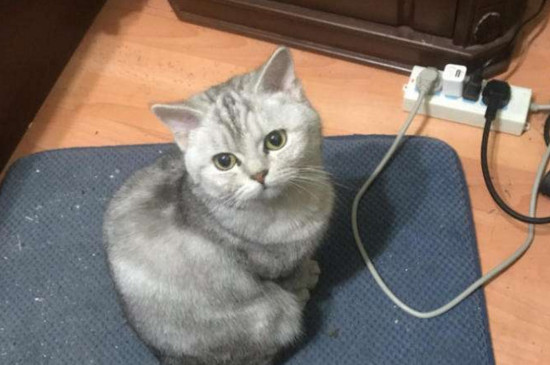 猫鼻子干燥