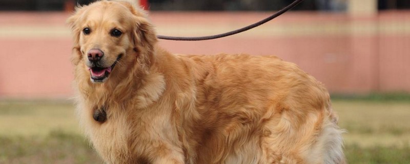 金毛犬好养吗