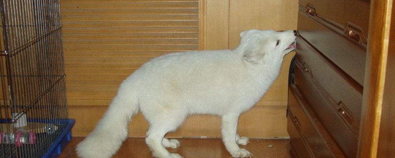 狐狸冬眠吗