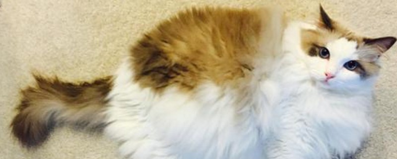 猫怎样才算麒麟尾