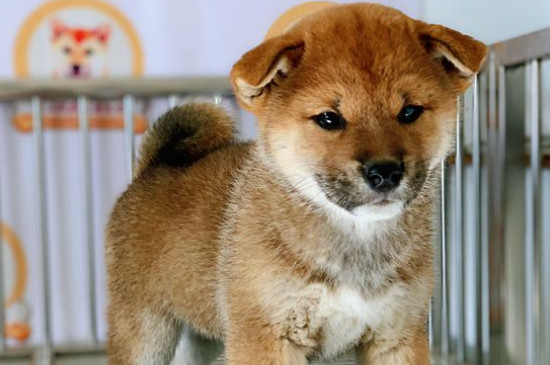 柴犬讨厌主人的表现