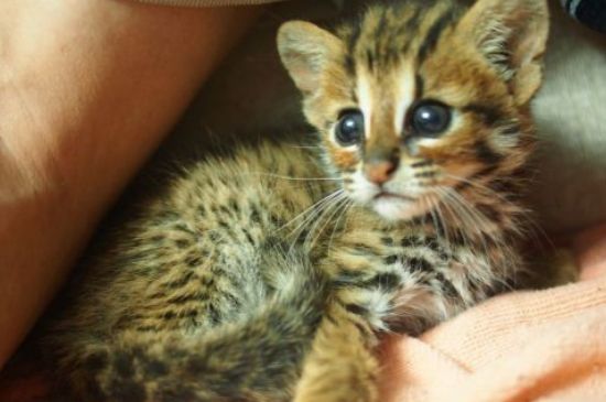 豹猫可以养吗