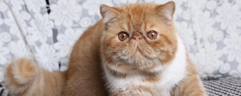 奶奶猫是什么品种