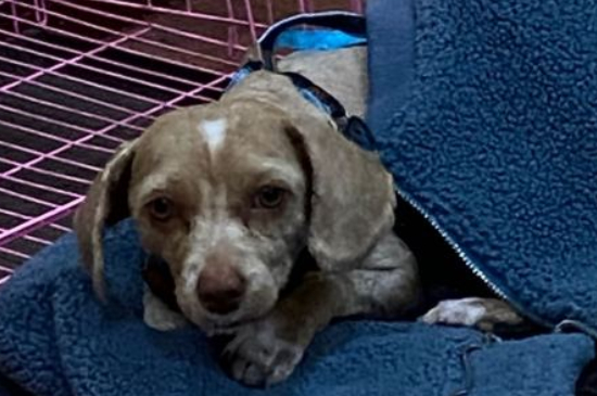贵宾犬寿命一般多少年