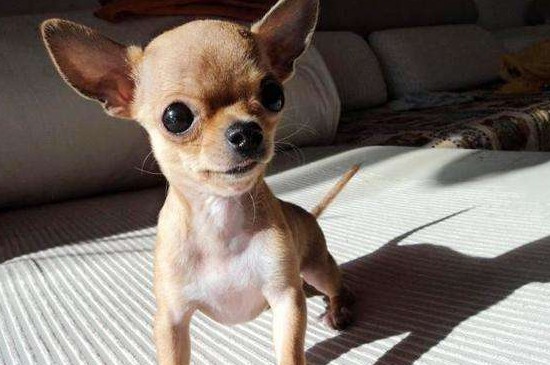 茶杯犬有哪些品种，盘点常见的5个茶杯犬种类