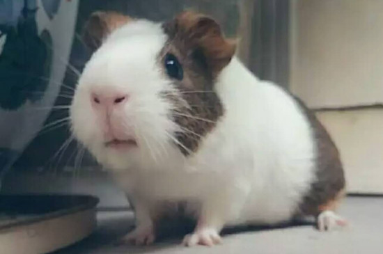 荷兰猪拉肚子会自愈吗