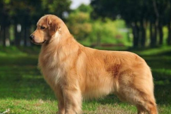 金毛寻回犬好养吗