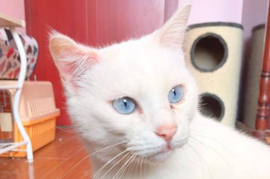 5岁的猫算老么
