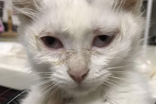 猫眼睛发炎怎么办