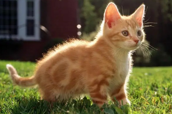 猫咪跑丢了还能找到家吗