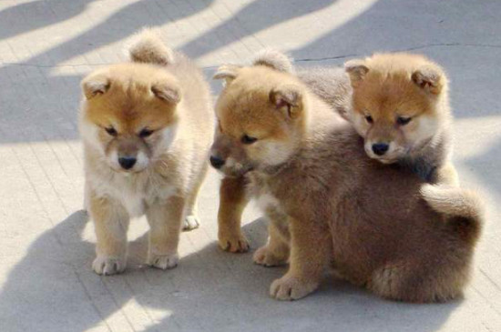 柴犬怎么养?新手养柴犬要注意什么?