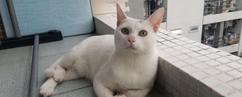 公猫尿道出血怎么回事