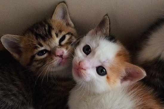 小猫几个月断奶