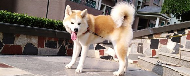 养秋田犬需要准备什么