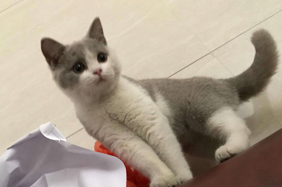 小猫拉肚子吃什么药