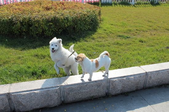 纯种中华田园犬在哪买