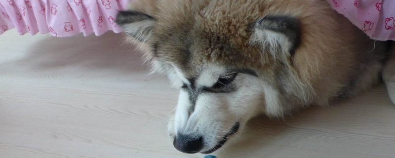 狗以前不护食突然护食