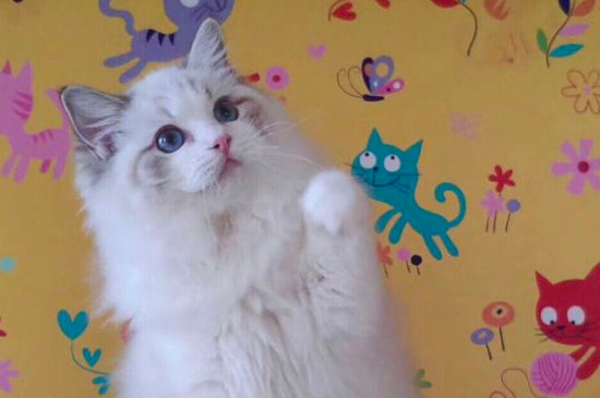 猫难产症状