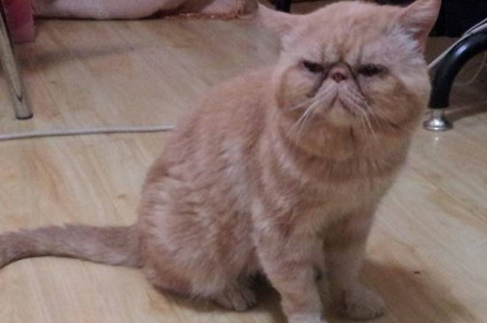 两个月的小猫怎么养