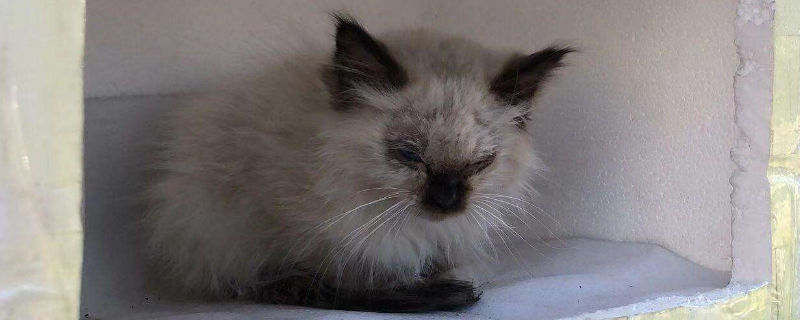 猫咪肚子疼的表现