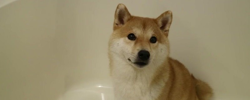 柴犬什么叫爆脸