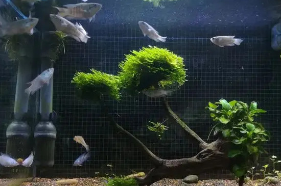 鱼缸鱼屎太多怎么清理